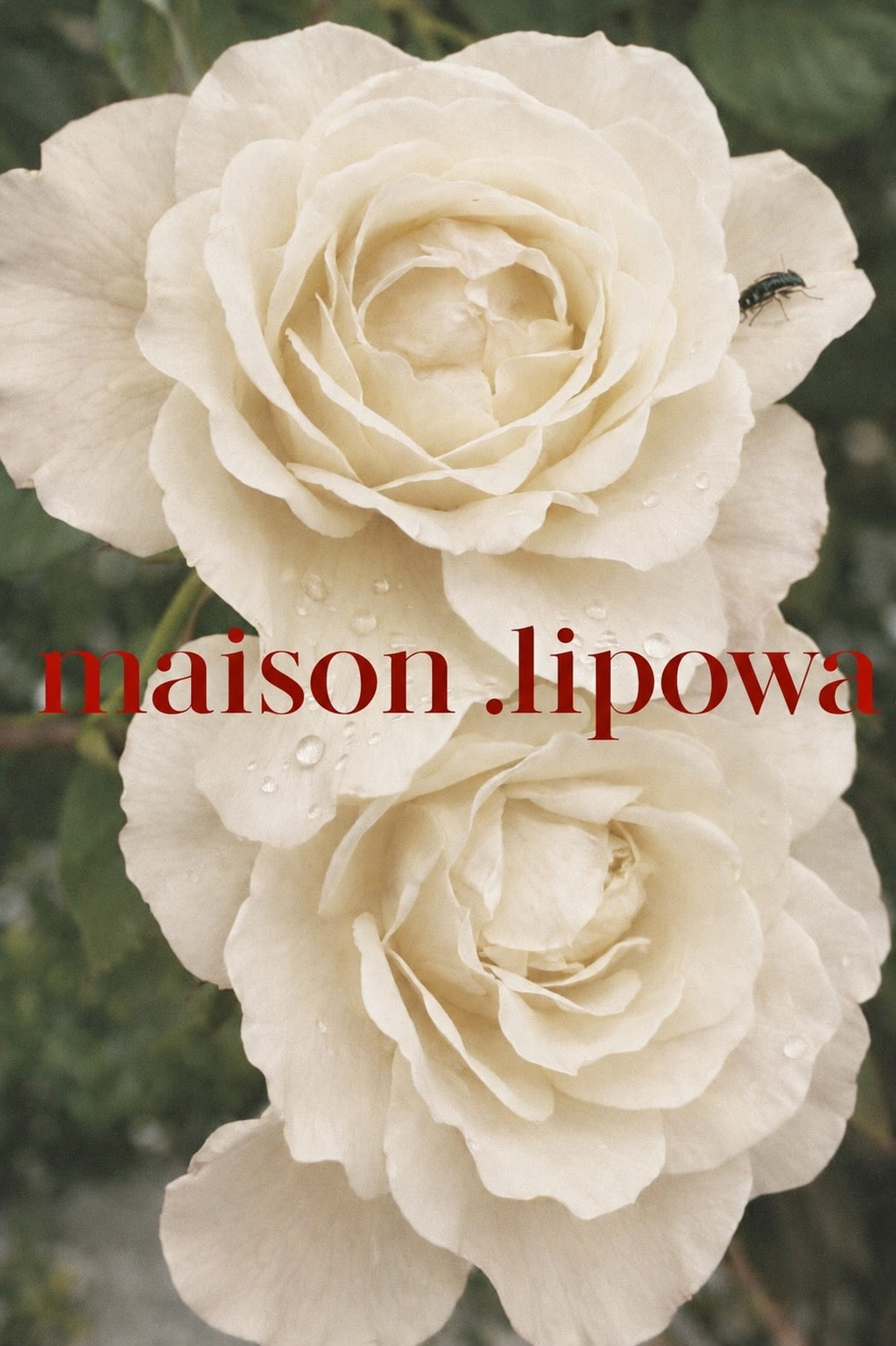 MAISON LIPOWA